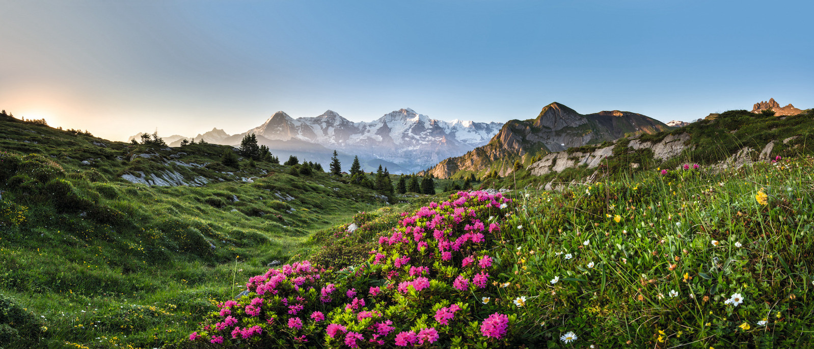 FP Events | Switzerland Tourism/Martin Maegli, Panorama avec des roses alpines sur le Isenfluh pres de Lauterbrunnen, Oberland bernois