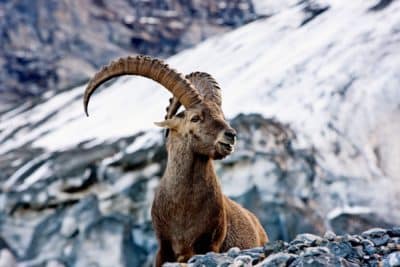 FP Events | Switzerland Tourism/Christof Sonderegger, Suisse. tout naturellement. Un bouquetin dans la region du glacier de l'Eiger, Oberland bernois